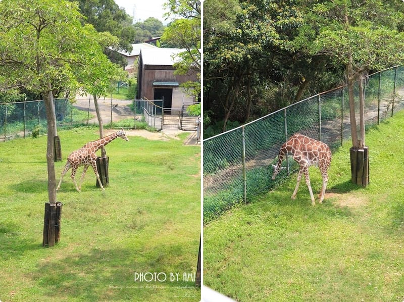 120802 ♥ 盛夏就是要盡情玩樂‧六福村遊樂園+水樂園一日玩透透 ♫