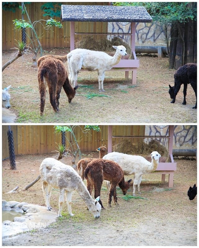 120802 ♥ 盛夏就是要盡情玩樂‧六福村遊樂園+水樂園一日玩透透 ♫