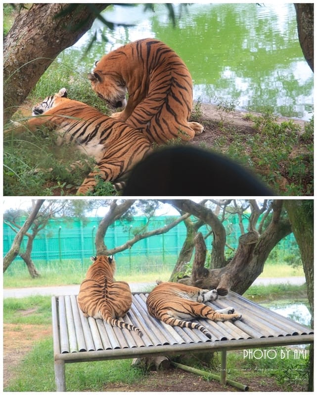 120802 ♥ 盛夏就是要盡情玩樂‧六福村遊樂園+水樂園一日玩透透 ♫