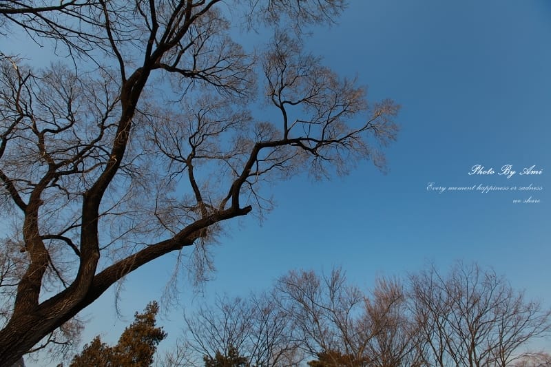 130414 ♥ 七天六夜首爾自由行Day3。土俗村蔘雞湯→景福宮→三清洞 ♫ - 第39張圖 130414 ♥ 七天六夜首爾自由行Day3。土俗村蔘雞湯→景福宮→三清洞 ♫