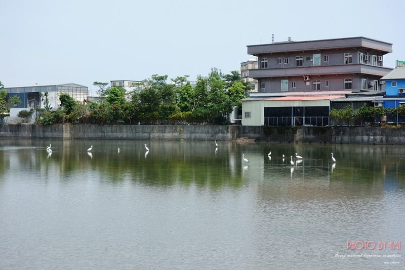 130609 ♥ 三天兩夜小旅行。宜蘭真水蘭陽白鷺鷥 ♫
