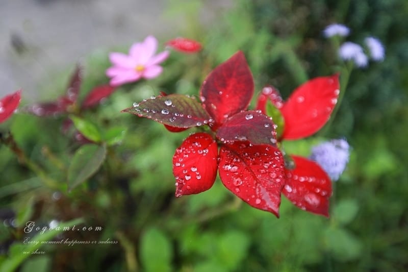140504 ♥ 花蓮。超夢幻手作風格花境鄉村民宿(上) ♫ - 第11張圖 IMG_1415