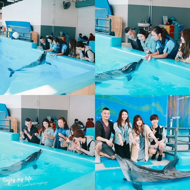 海豚