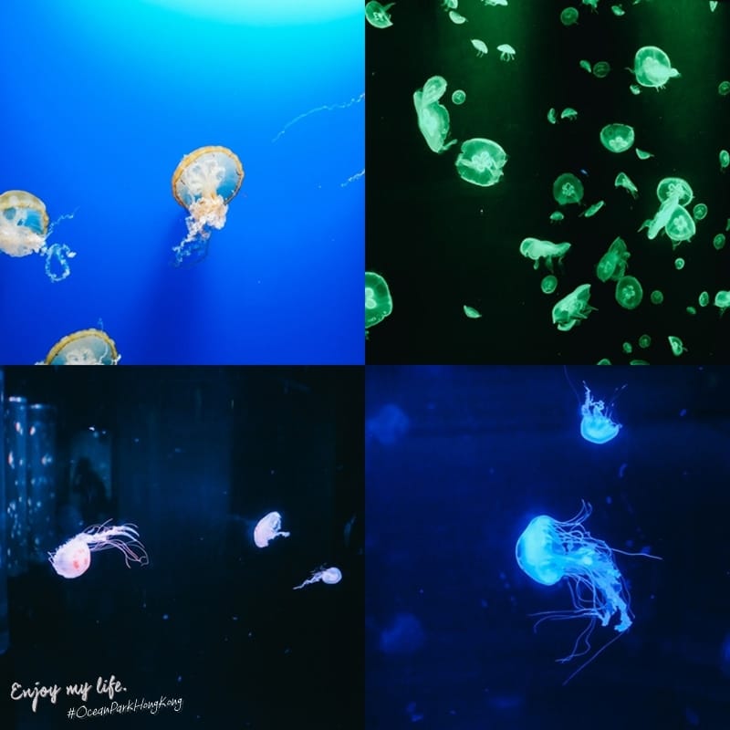 水母館
